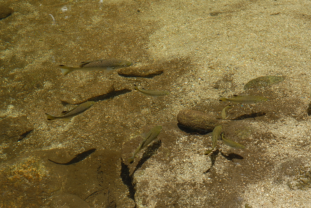 0987 Mossman Gorge.jpg
